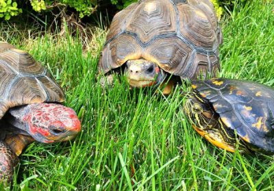 turtles