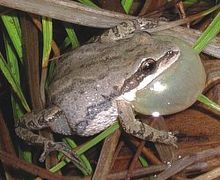 Western Chorus Frog