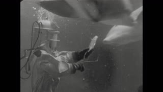 Sport Crowds Stock Footage Footage Net