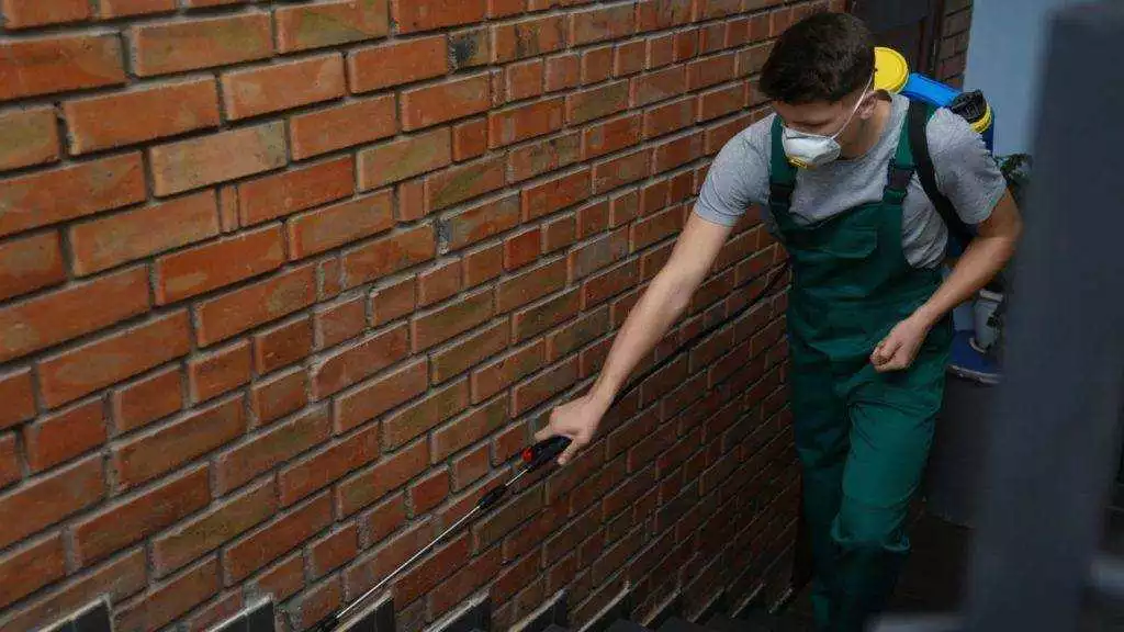 Professional Pest Control Punta Gorda