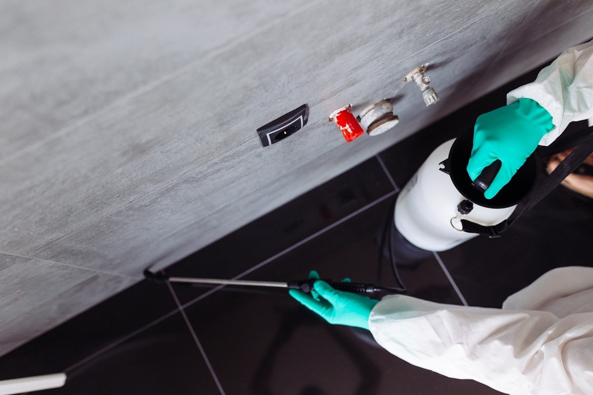 Effective & Humane Wildlife Removal in McKinney TX