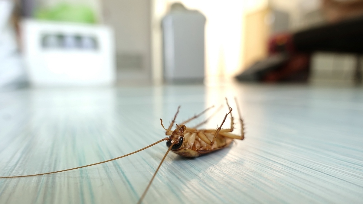 McKinney Pest Control: Tackling Texas-Specific Pests Effectively