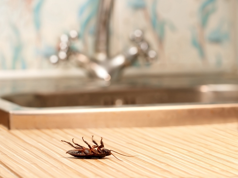 The Ultimate Guide to Pest Control in McKinney, TX