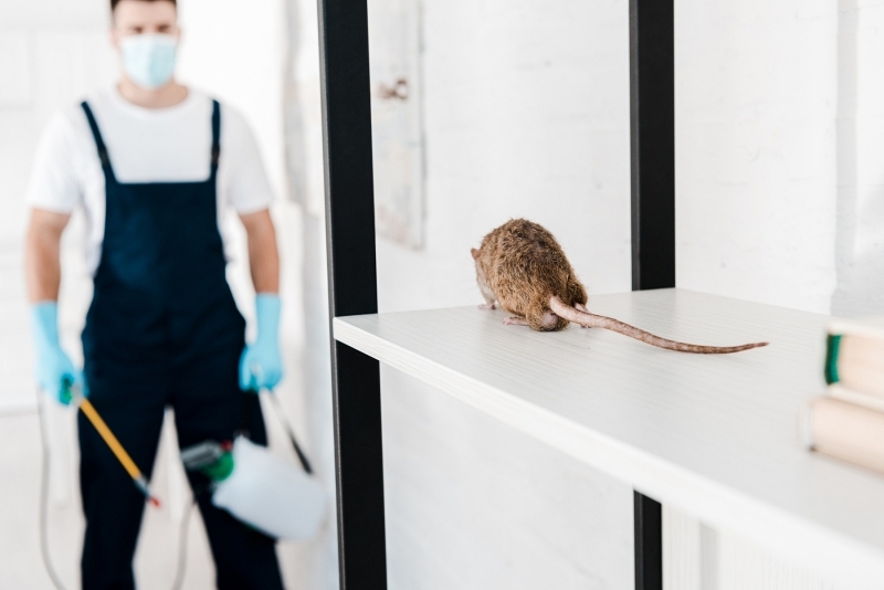 How to Choose the Right Pest Control Service in McKinney, TX