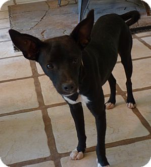 DEMI | Adopted Dog | Glastonbury, CT | Miniature Pinscher ...