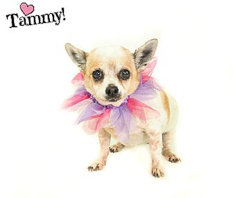 Phoenix, AZ - Chihuahua/Miniature Pinscher Mix. Meet Tammy ...