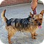 Photo 3 - Yorkie, Yorkshire Terrier Mix Dog for adoption in Hamburg, Pennsylvania - Professor Photo 3 - Yorkie, Yorkshire Terrier Mix Dog for adoption in Hamburg, Pennsylvania - Professor