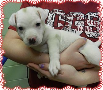 Pit Bull Terrier Mix Puppy for adoption in Springdale, Arkansas - Sunflower Pit Bull Terrier Mix Puppy for adoption in Springdale, Arkansas - Sunflower