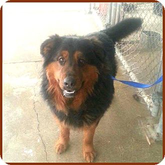 Woodstock, ON - Bernese Mountain Dog/German Shepherd Dog ...