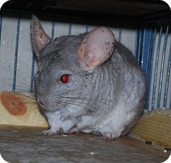 Chili | Adopted | Hammond, IN | Chinchilla