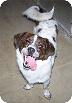 Gus | Adopted Dog | Antioch, IL | Corgi/Cavalier King ...