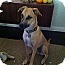 Photo 2 - Shepherd (Unknown Type)/Hound (Unknown Type) Mix Dog for adoption in Los Angeles, California - Mary- Gentle Sweetheart! Photo 2 - Shepherd (Unknown Type)/Hound (Unknown Type) Mix Dog for adoption in Los Angeles, California - Mary- Gentle Sweetheart!