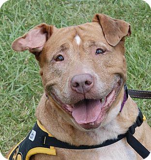 Monroe, MI - Shar Pei/Pit Bull Terrier Mix. Meet Ginger a ...