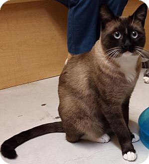 El Cajon, CA - Snowshoe. Meet Crosby a Cat for Adoption.