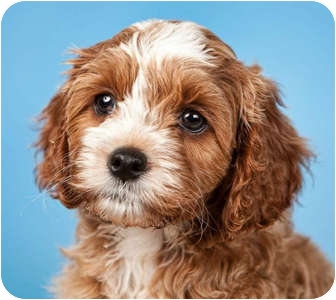 *Bentley - PENDING | Adopted Puppy | Westport, CT | Cavalier King
