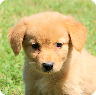 Glastonbury, CT - Golden Retriever Mix. Meet Alexis ...