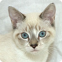 Sacramento, CA - Siamese. Meet Karl V a Cat for Adoption.