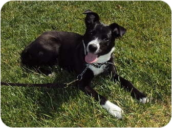 ADOPTION PENDING- Alex | Adopted Dog | Burbank, CA | Border Collie
