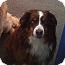 Photo 1 - Australian Shepherd Dog for adoption in Elk River, Minnesota - Charlie Photo 1 - Australian Shepherd Dog for adoption in Elk River, Minnesota - Charlie