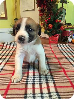 jackson terrier kittery russell jack mix