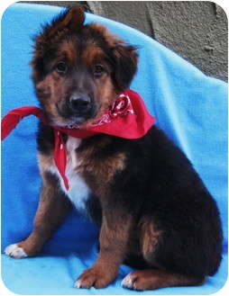 Boomer | Adopted Puppy | Irvine, CA | Bernese Mountain Dog ...