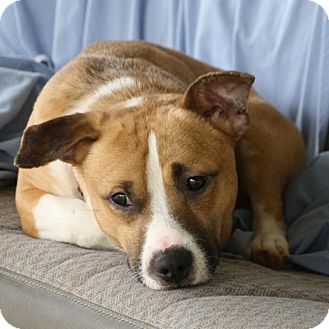 Shorty | Adopted Dog | Edmonton, AB | Corgi/Basset Hound Mix