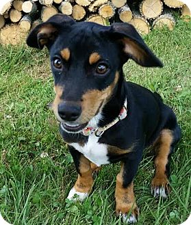 Yahoo | Adopted Puppy | Cincinnati, OH | Dachshund ...