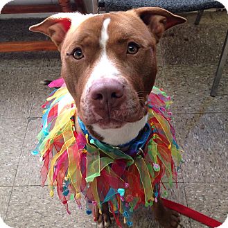 Oliver | Adopted Dog | North Kingstown, RI | Pit Bull ...