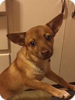 Shiba Inu/Chihuahua Mix Puppy for adoption in Portland ...