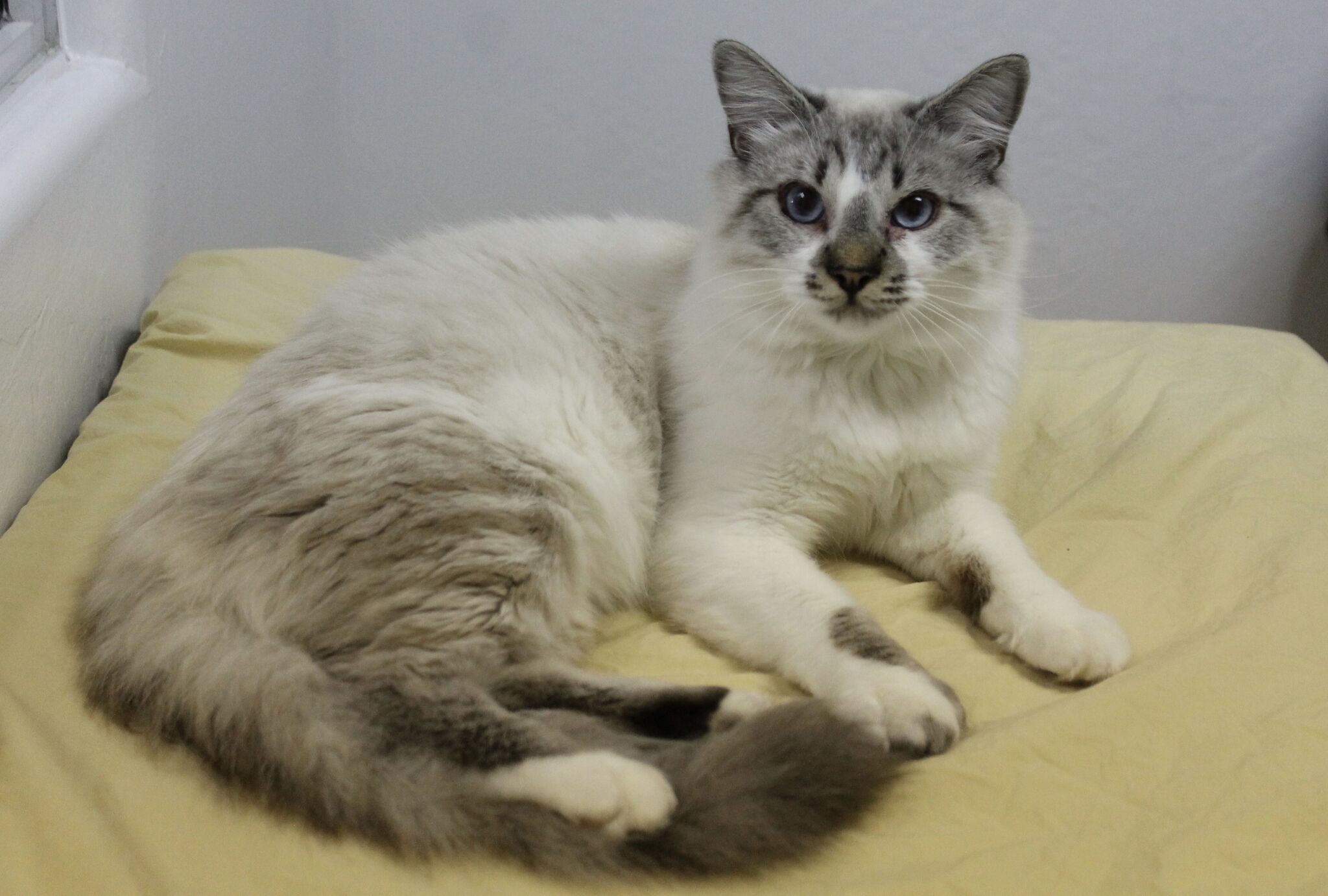 Adopt Pasha a Tan or Fawn Siamese (medium coat) cat in Fountain Hills