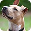 Photo 1 - American Pit Bull Terrier Mix Dog for adoption in Framingham, Massachusetts - Beefcake Photo 1 - American Pit Bull Terrier Mix Dog for adoption in Framingham, Massachusetts - Beefcake
