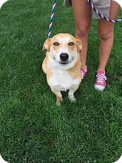 Corgi/Basset Hound Mix Dog for adoption in Twin Falls ...