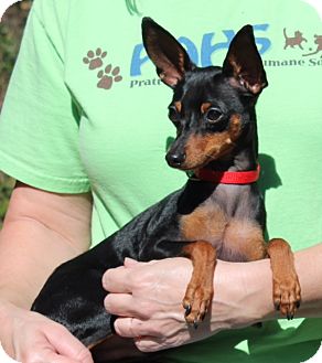 Westwood, NJ - Miniature Pinscher. Meet Lobi a Puppy for ...