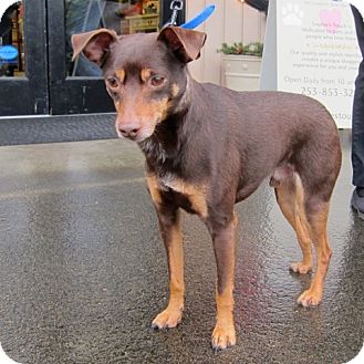 Gig Harbor, WA - Miniature Pinscher/Rat Terrier Mix. Meet ...