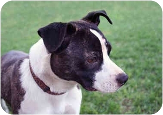 Ms Peabody | Adopted Dog | Lakewood, CO | Boston Terrier ...