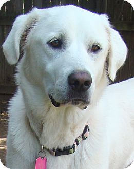 pyrenees mix oklahoma labrador dog adopted katie retriever pet