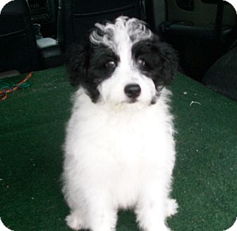 Gabrielle | Adopted Puppy | Liberty Center, OH | Sheltie ...