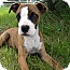 Photo 3 - Boxer Mix Puppy for adoption in Monteregie, Quebec - Karma Photo 3 - Boxer Mix Puppy for adoption in Monteregie, Quebec - Karma