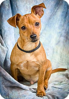 Anna, IL - Dachshund/Miniature Pinscher Mix. Meet HUDSON a ...