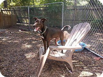 Drake | Adopted Puppy | New orleans, LA | Miniature ...