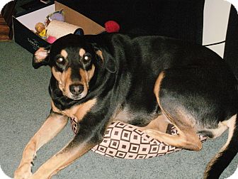 LADY | Adopted Dog | Massillon, OH | Doberman Pinscher ...