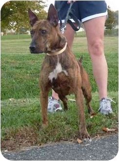 Susie | Adopted Dog | Radford, VA | American Staffordshire ...