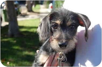 Ophelia | Adopted Puppy | Los Angeles, CA | Schnauzer ...