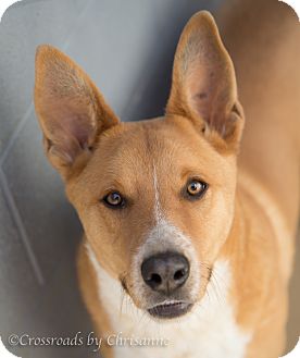Geno | Adopted Dog | 152019 | Sierra Vista, AZ | Basenji Mix