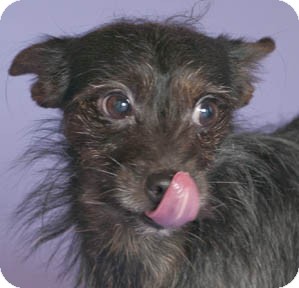 Nero | Adopted Dog | Chicago, IL | Yorkie, Yorkshire ...