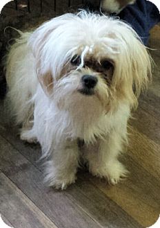 Maltese/Shih Tzu Mix Puppy for adoption in Gaffney, South ...