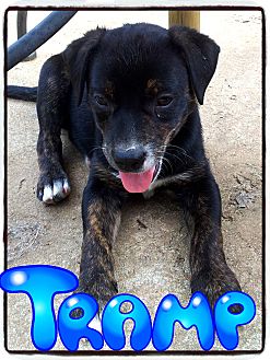 Plott Hound Mix Puppy for Sale in Marietta, Georgia - Tramp Plott Hound Mix Puppy for Sale in Marietta, Georgia - Tramp