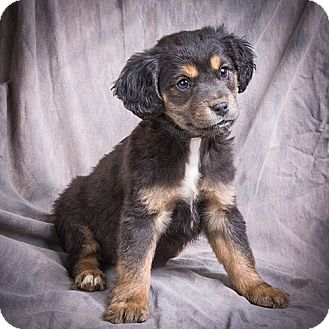 BRAXTON | Adopted Puppy | Anna, IL | Miniature Pinscher ...