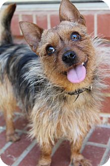 Yorkie, Yorkshire Terrier Mix Dog for adoption in Wytheville, Virginia - Professor Yorkie, Yorkshire Terrier Mix Dog for adption in Wytheville, Virginia - Professor