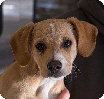 Marley | Adopted Puppy | Richmond, CA | Beagle/Chihuahua Mix